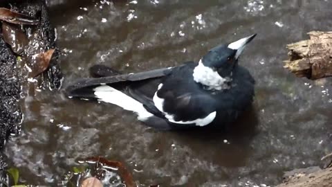 Silver Magpie: Grace in the Stream...