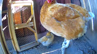 Dirty Bird Chicken Roosts after Dust Bath