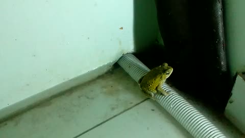 Frog in My House