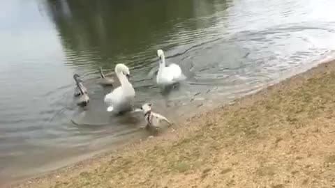 Fearless pug takes on angry swans