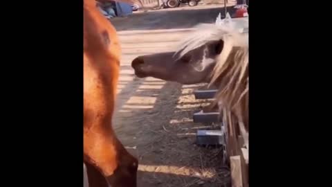 horse smells fart || funny horse video