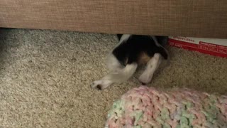 Odie finds a hideout