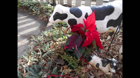 Love For Your Heart Poinsettia