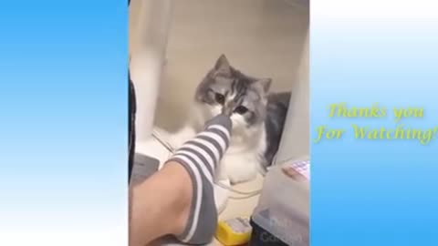 The reaction of the cat after inhaling the smell of socks