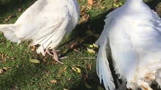 turkeys meet