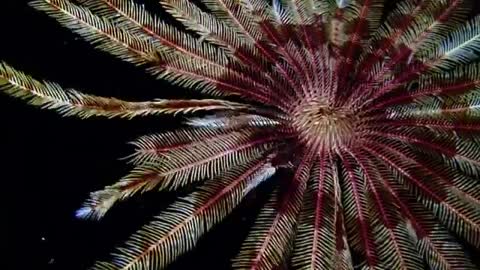 Feather starfish