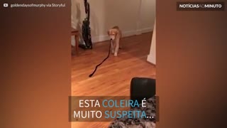 Este Golden Retriever não gosta de ser seguido pela coleira