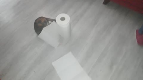 Giant toilet roll & little kitten having fun