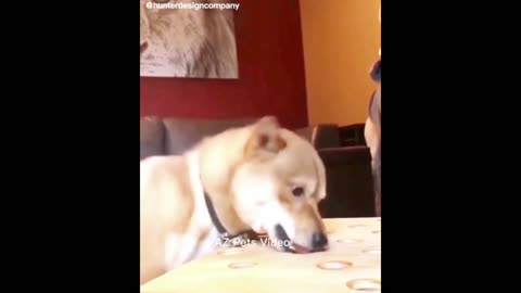 Best Funniest Dog Videos