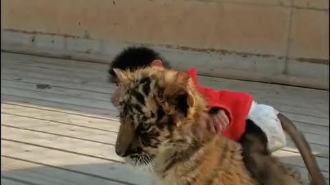 this baby tiger is not going to attack this little monkey