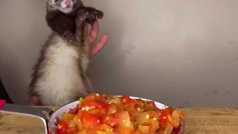 See how a ferret cooks food. The cutest video of the day