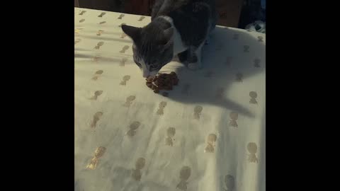 Cat eating