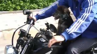 Scared dog on Motorcycle Vietnam