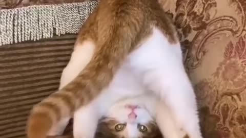 Cat are practicing Yoga 🤣