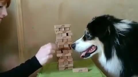 Super smart DOG