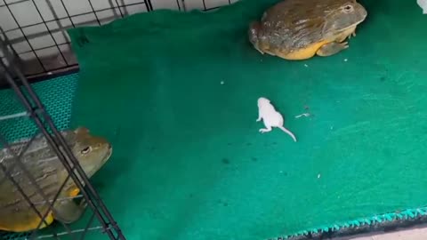 Pet bullfrog loves to eat mice, eat a fat mouse in one bite.