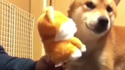 Dog Playing with Toy that Imitates