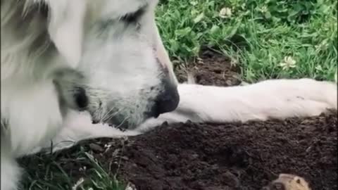 Dog meet a mole