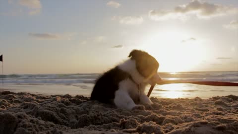 puppy play in the sand on the beach