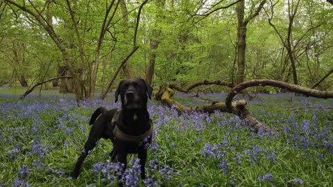 a 4 minute walk in the bluebell meadow with a playfull dog