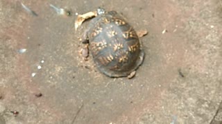 I found a box turtle