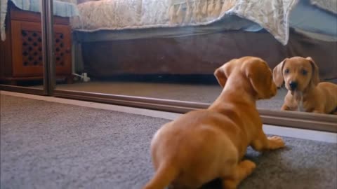 The puppy sees the mirror and he is playing with the mirror, haha, so cute