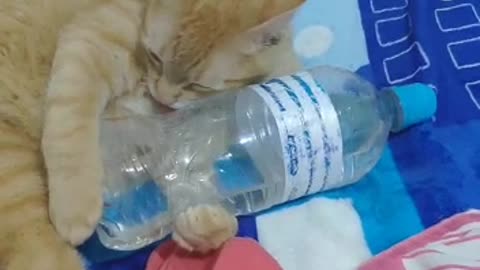 Cat assaulting water bottle