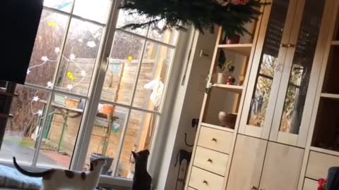 Hanging Christmas Tree Doesn't Deter Kitty