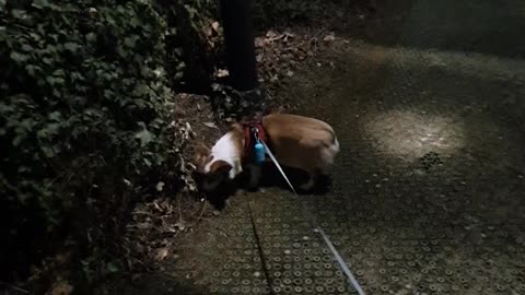 Walk your dog at night