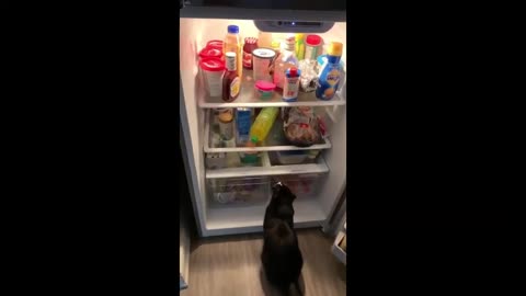 Cat is tired of waiting for dinner so she jumps in the fridge...