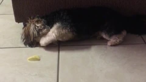 Small grey dog playing with yellow chip