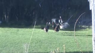 Wild Turkeys Duke it out