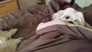 Rescued dog doesn't like to share blanket