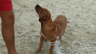 Freeing Dogs Stuck in Net