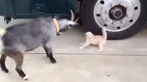 little kitten and goat