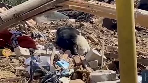 Heartbreaking footage of the ruins of a house where only a dog survived.