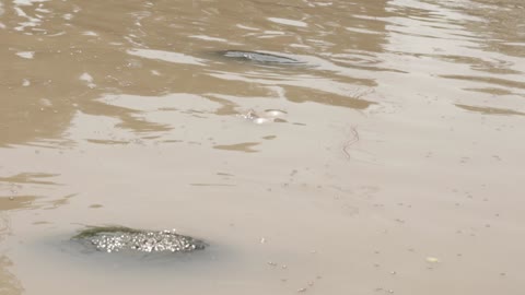 TURTLE FEEDING