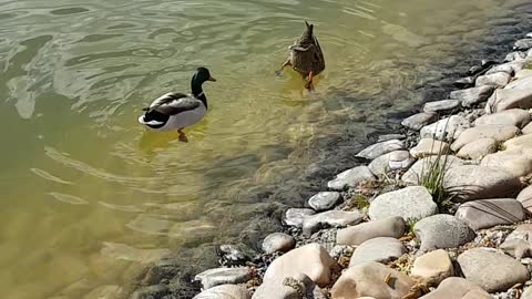 Ducks looking for food .