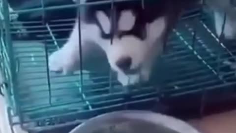 Funny Husky Dogs Video Compilation 😄🤣 Husky dog is the best Comedian
