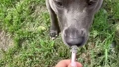 funny dog wants to say some words