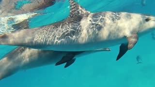 Swimming with Very Friendly Dolphins