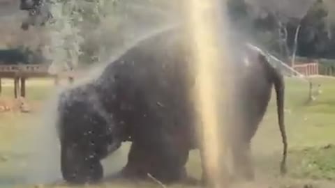 Elephant breaks sprinkler and makes their own fountain!gorgeous