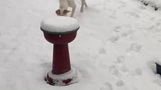 Puppy developed a attitude problem from a snowfall