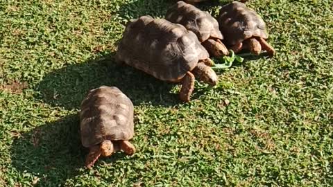 Scary Tortoises