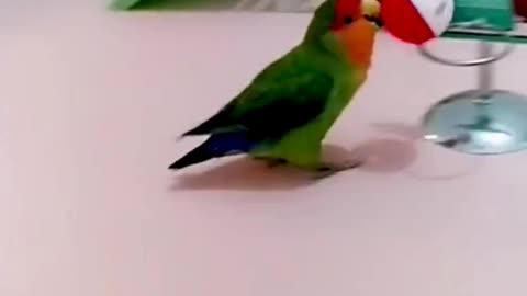 Rose Ringed parakeet funny Videos watching until the end have a fun