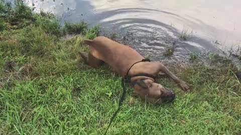 Boxer Dog Takes A Dip In Mud