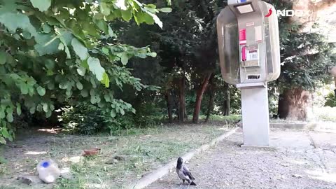 Vrane napadaju u Zagrebu