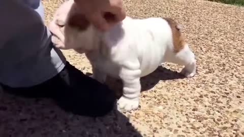 Funny Cute Bulldogs Videos: Try Not To Aww, Try Not to Laugh