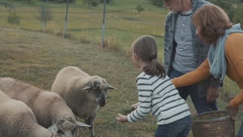 Senior couple with grandaughter feeding sheep on the farm