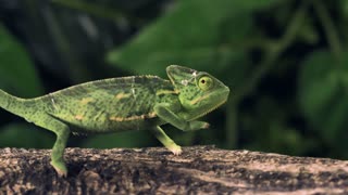CRAZY Chameleons........ Those Eyes are Pretty Cool!!!!!!!!!!!!